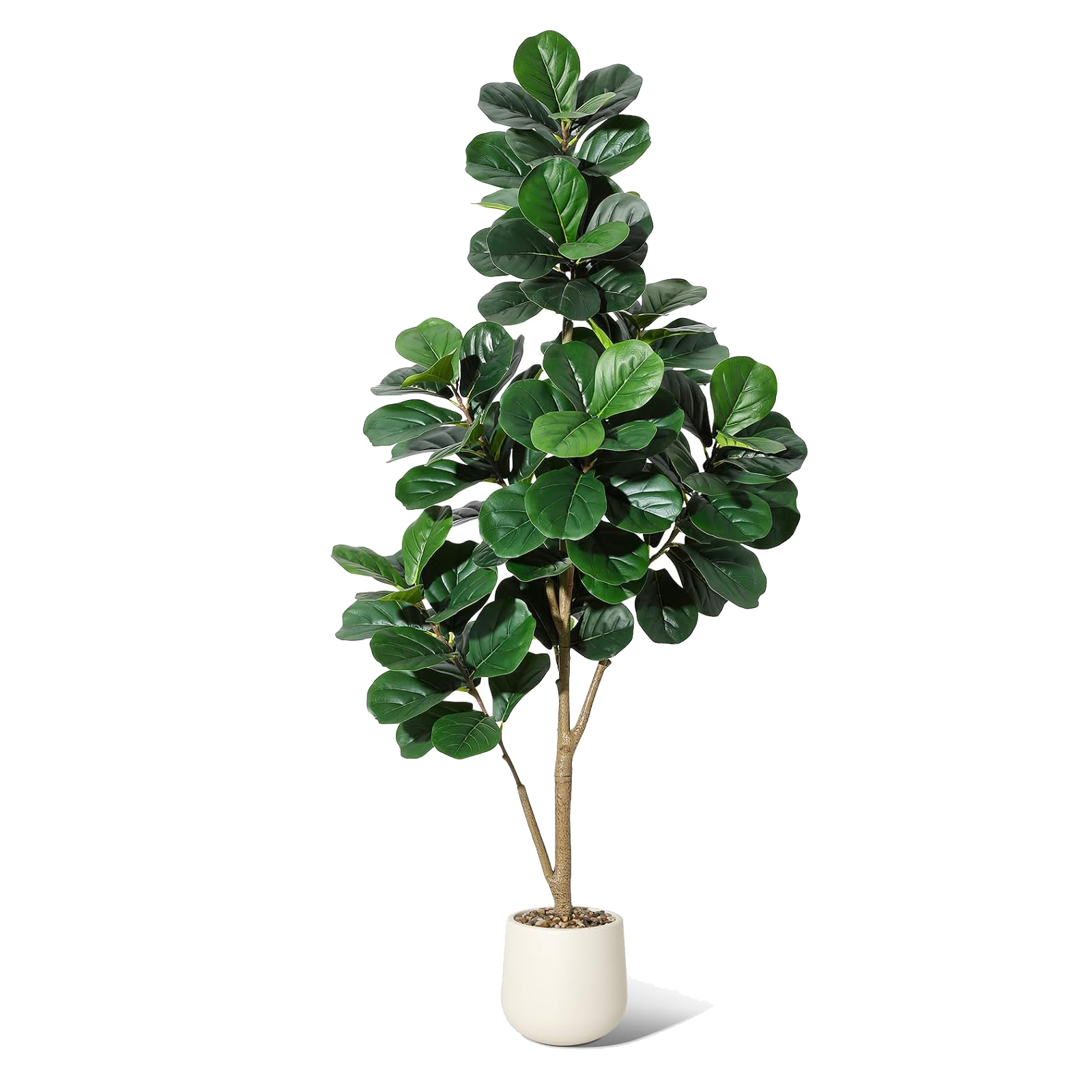 Ficus Lyrata Tree - 4-7 футов Fiddle Leaf Fig Tree