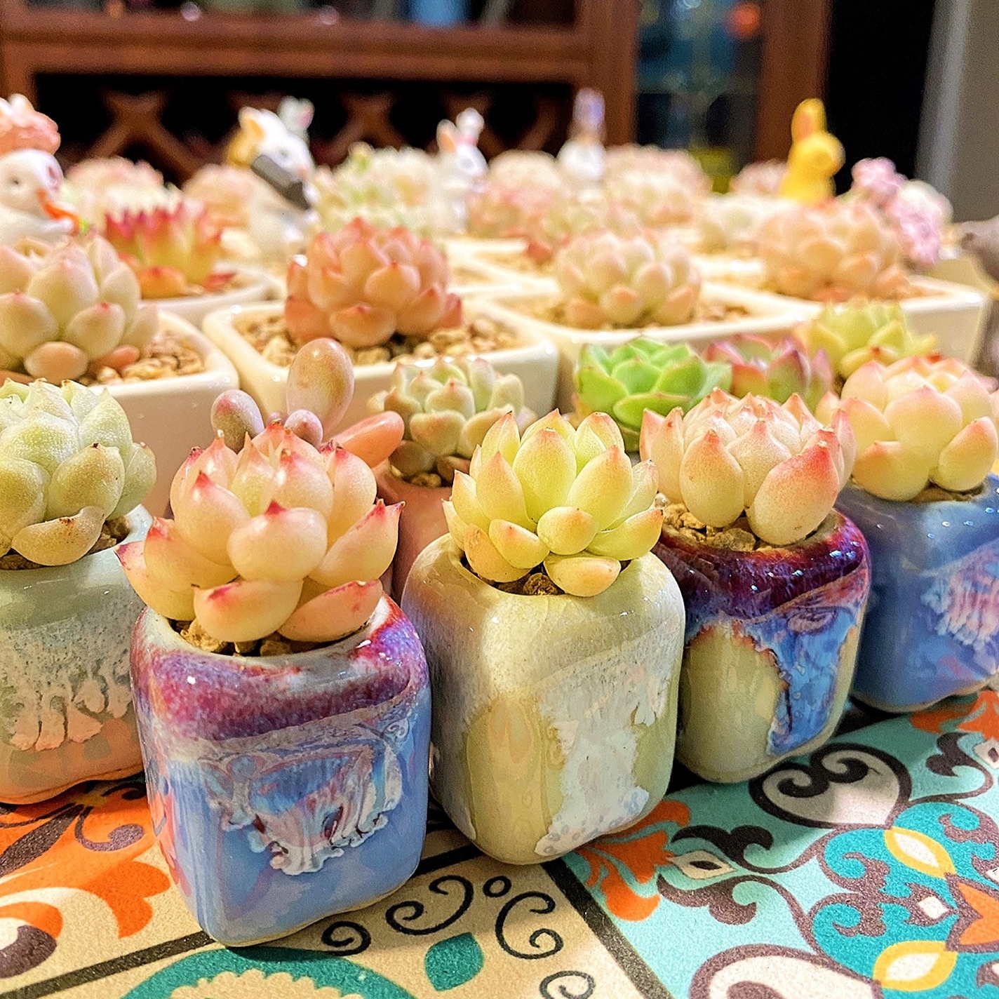 Echeveria Succulent - Мини керамический цветочный горшок для дома