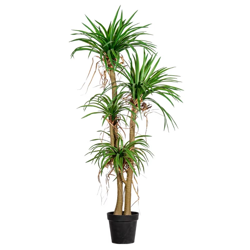 Крытое/наружное домашнее дерев – обзор и цена Dracaena Marginata