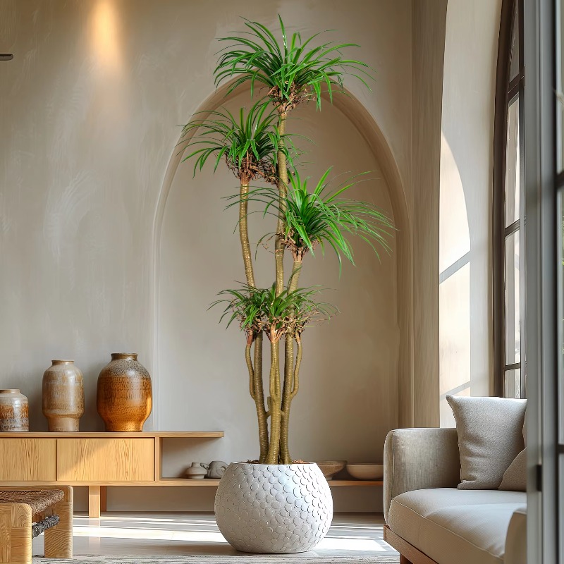 Крытое/наружное домашнее дерев – обзор и цена Dracaena Marginata