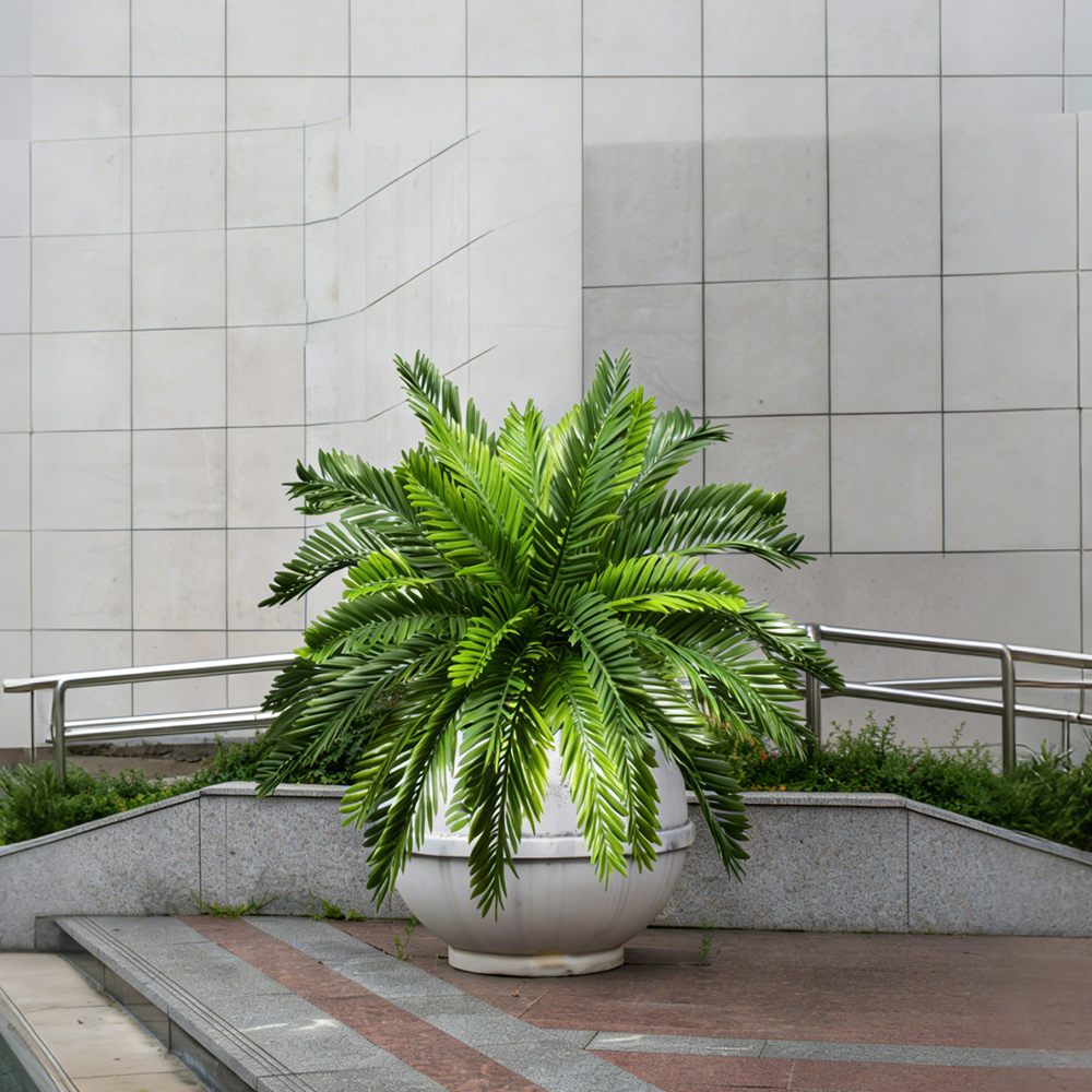 Искусственные пальмы 45 см, им – обзор и цена Dracaena Marginata