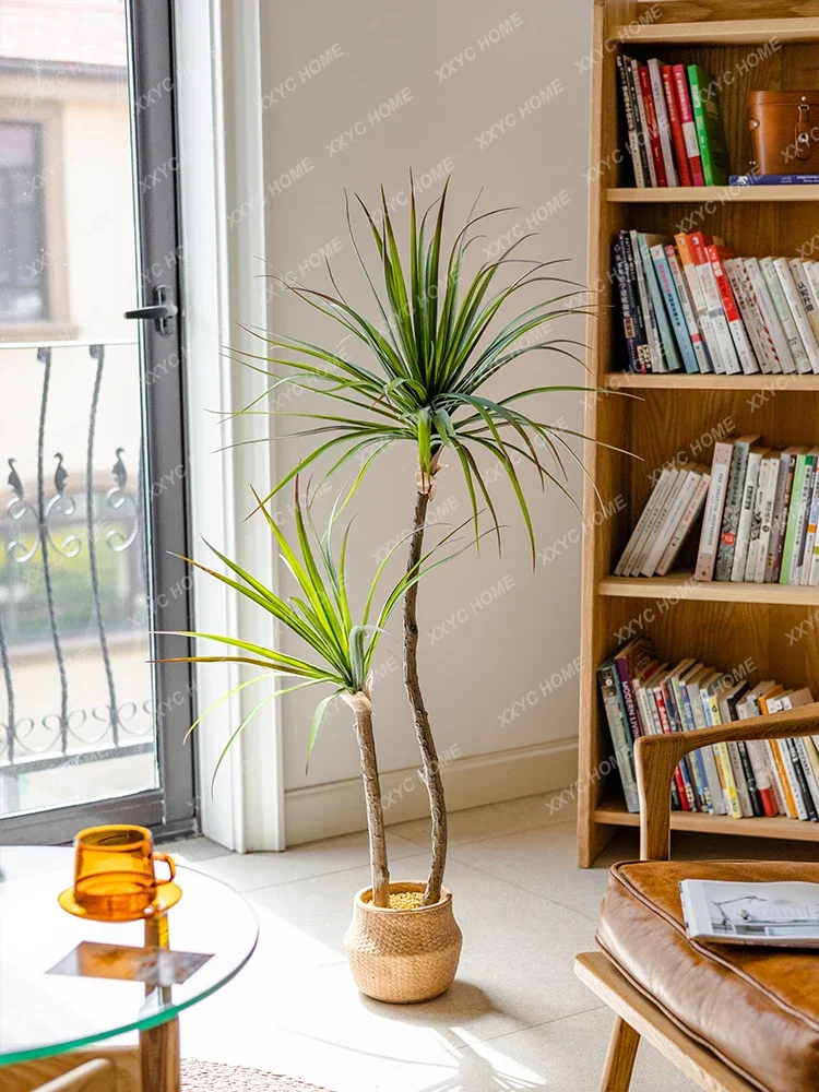 Светлый роскошный имитация зел – обзор и цена Dracaena Marginata