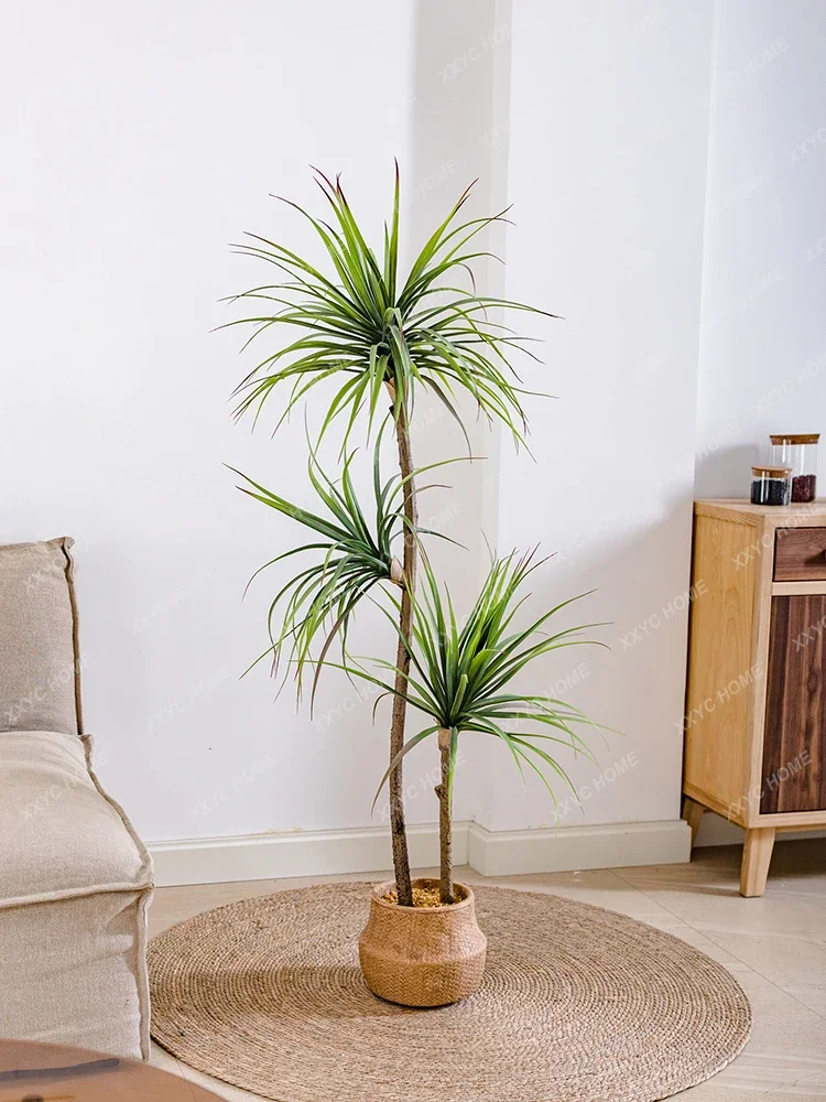 Светлый роскошный имитация зел – обзор и цена Dracaena Marginata