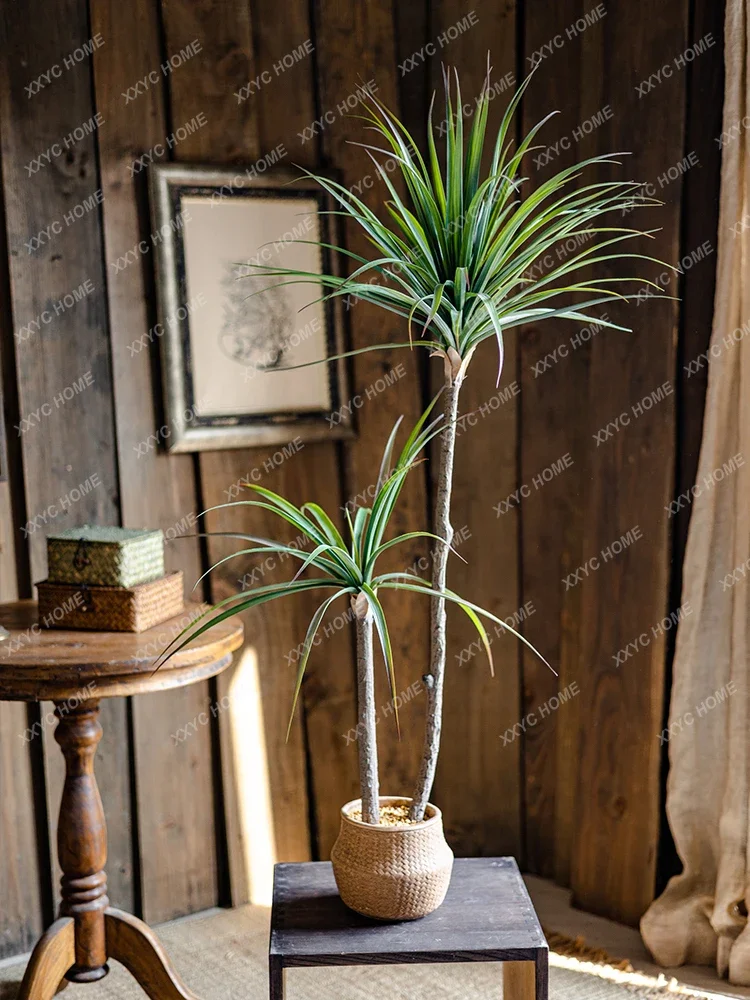 Светлый роскошный имитация зел – обзор и цена Dracaena Marginata