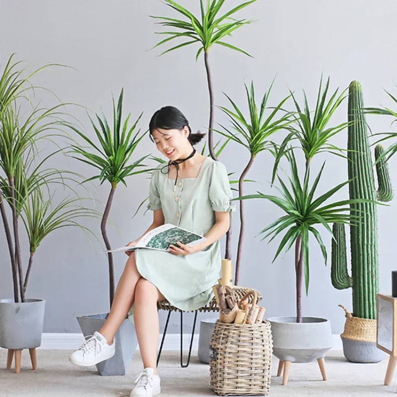 Имитация растений Dracaena Mar – обзор и цена Dracaena Marginata