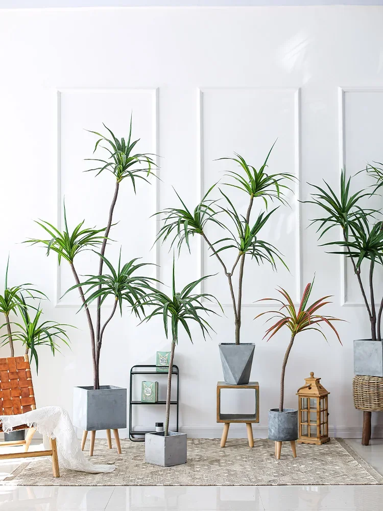 Имитация растений Dracaena Mar – обзор и цена Dracaena Marginata