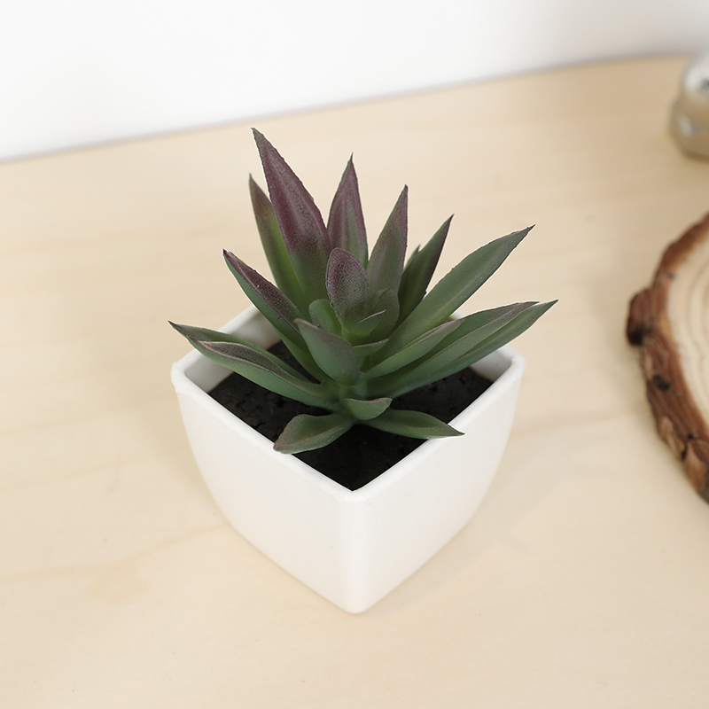 Мини-искусственная суккулентна – обзор и цена Echeveria Succulent
