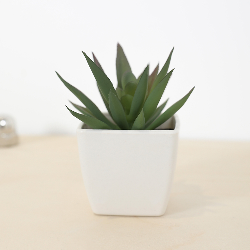 Мини-искусственная суккулентна – обзор и цена Echeveria Succulent