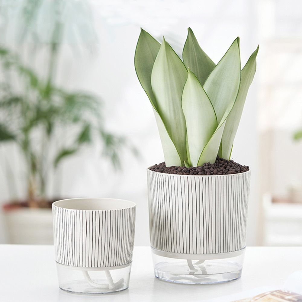 Прозрачный самополивающийся го – обзор и цена Aloe Vera Pot