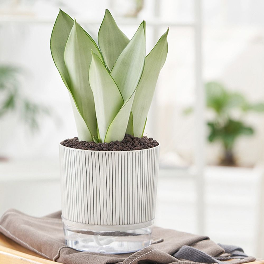 Прозрачный самополивающийся го – обзор и цена Aloe Vera Pot