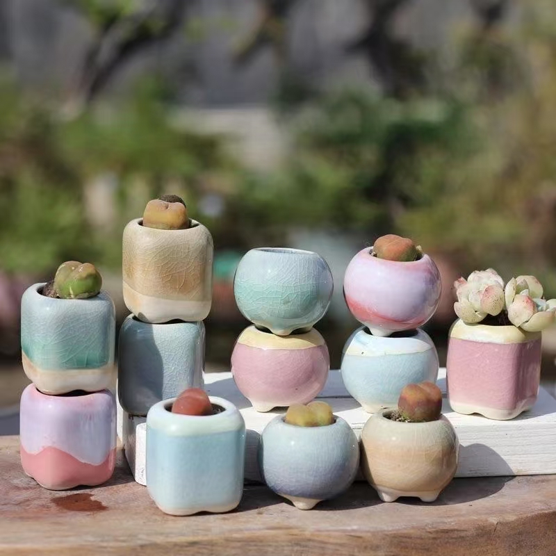 6 шт. мини-цветочный горшок су – обзор и цена Echeveria Succulent