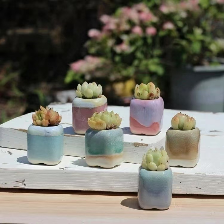 6 шт. мини-цветочный горшок су – обзор и цена Echeveria Succulent